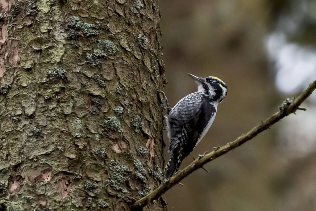 Susipažinkinte – rečiausias Lietuvos genys