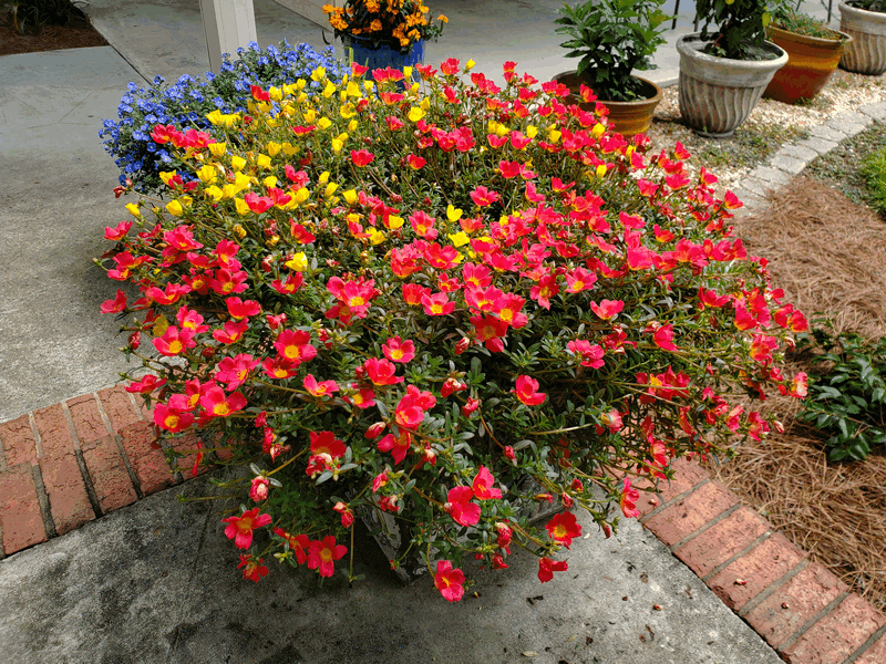 Portulaka