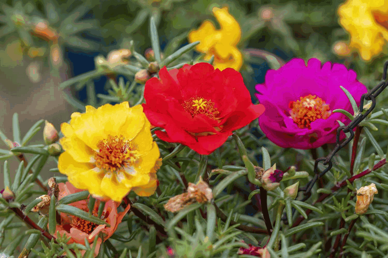 Portulaka