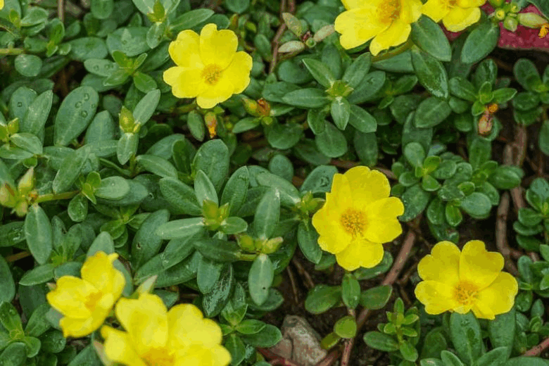 Portulaka