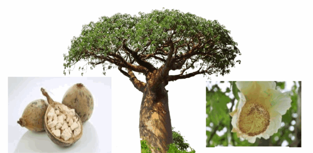 Valgomasis sausmedis