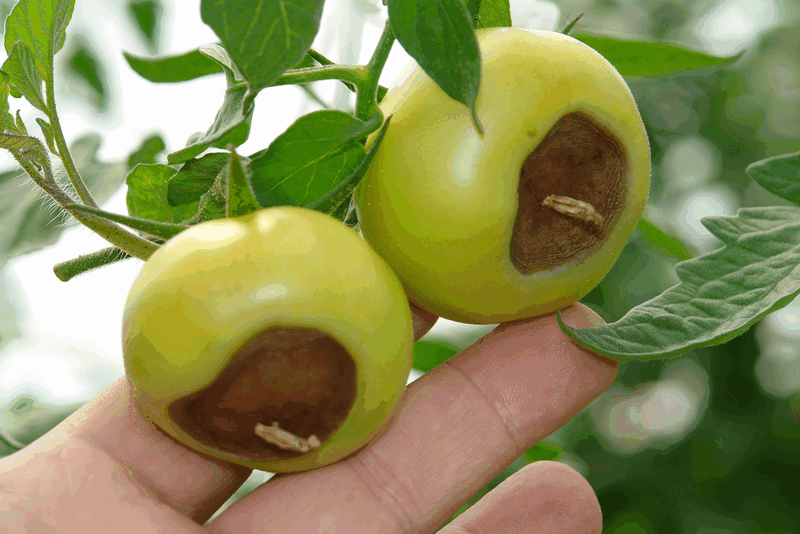 Pominoru ligos