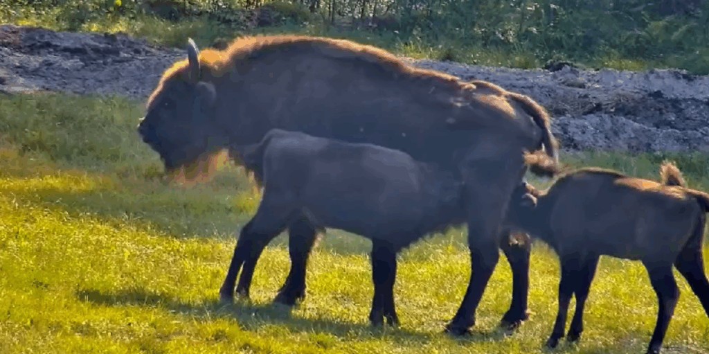 Skirtingos lyties stumbrų dvyniai Dzūkijoje – pirmasis toks atvejis Europoje