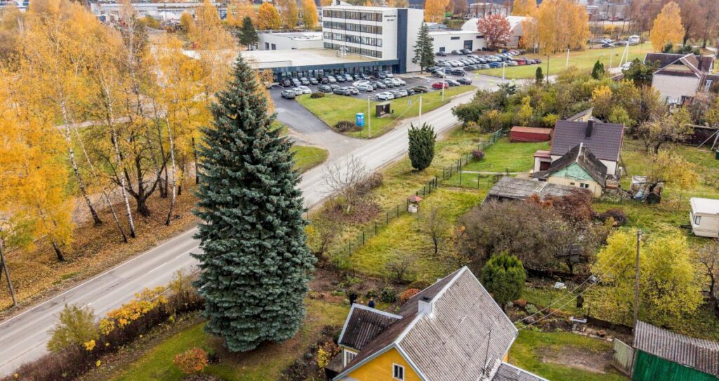 Kaunas išsirinko Kalėdų eglutę: miestą papuoš 65 metų žaliaskarė