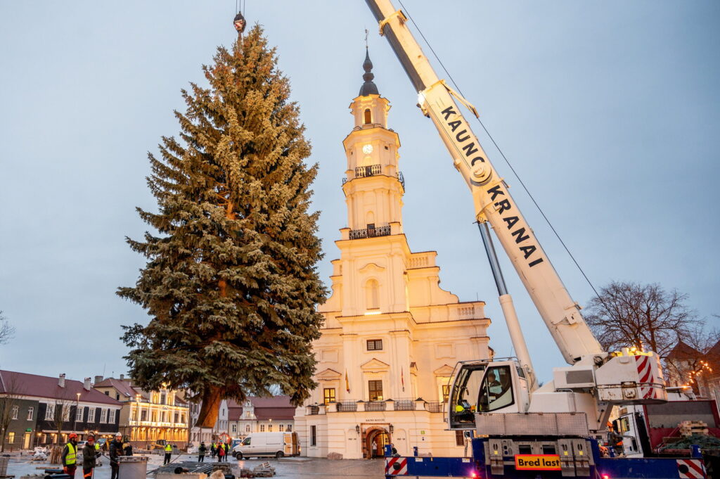 Kauno miesto savivaldybė Kauno Kalėdų eglutė pasiekė Rotušės aikštę: įžiebimas po savaitės