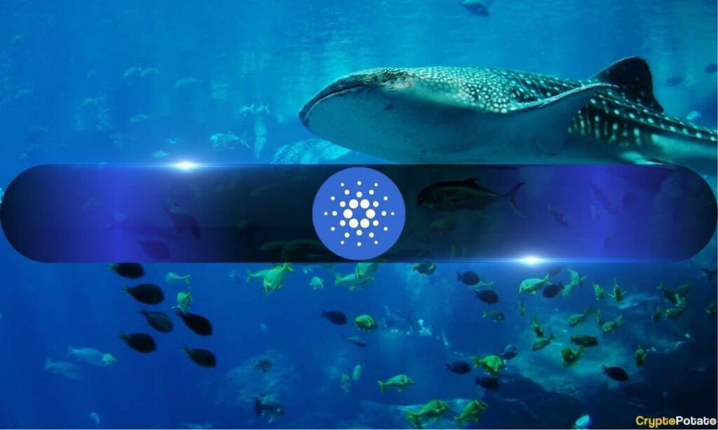 „Cardano Holder“ praranda 87% iš 6,9 mln. USD sugadinus USDA apsikeitimo sandorį