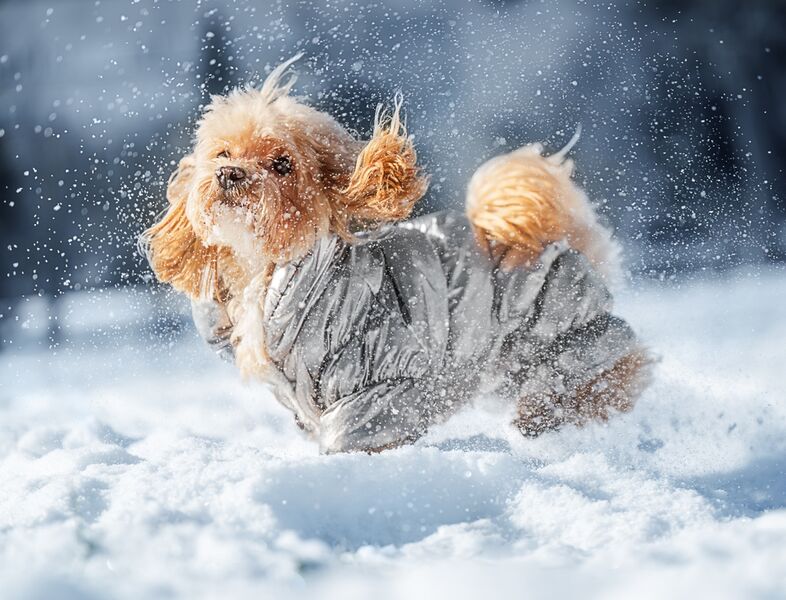 „Lidl“ patarimai: kaip tinkamai pasirūpinti augintiniais žiemą ir neišleisti daug?