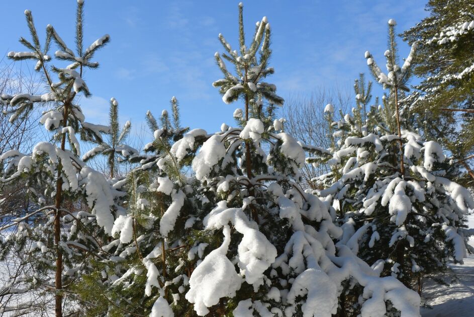 Žiemą – palankiausias metas jaunuolynų ugdymui