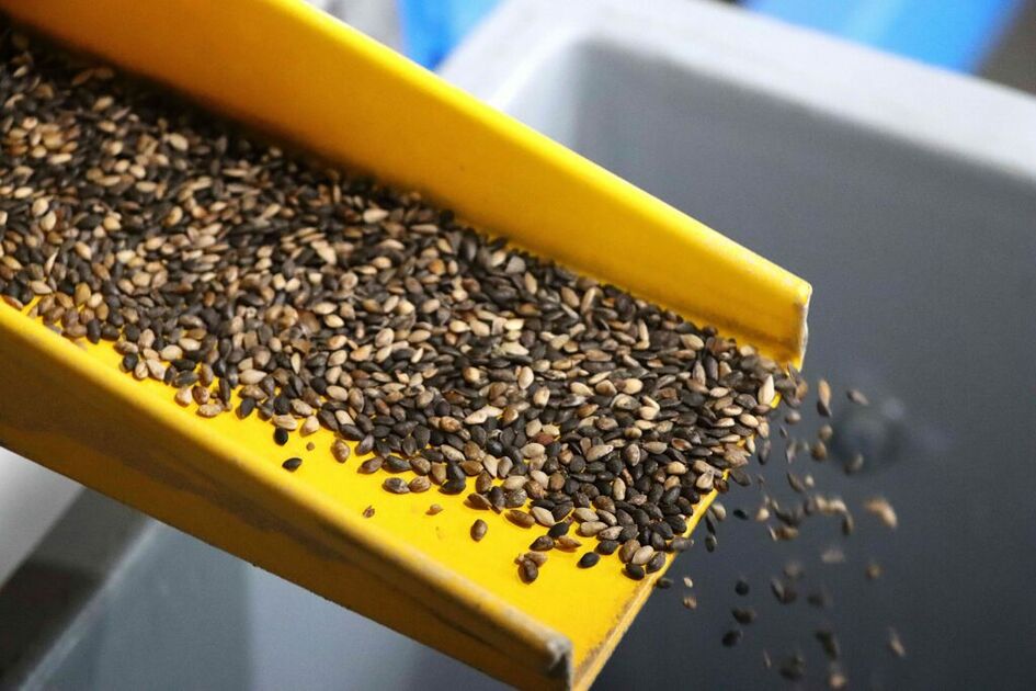 VMU miškininkai renka spygliuočių medžių kankorėžius miškų atkūrimui