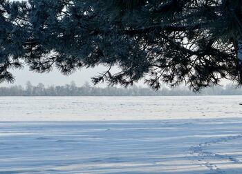 Storas sniego sluoksnis – apsauga ar iššūkis žiemkenčiams?