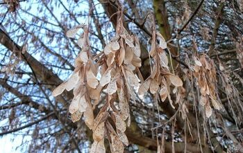 Šalčiai nepaveiks invazinių medžių rūšių Lietuvoje