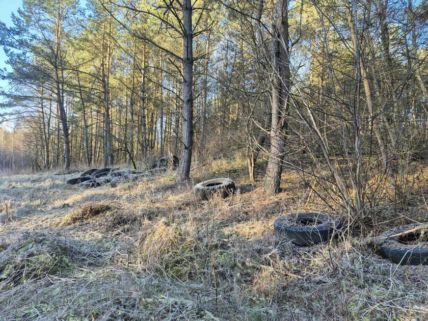 Valstybinių miškų urėdija susiduria su nelegalių atliekų problema: Raseinių rajone rasta 2,5 t panaudotų padangų