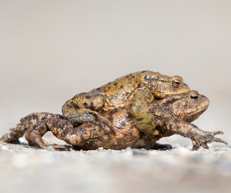 Lietuvoje prasideda varliagyvių migracija: kaip galime padėti išsaugoti šiuos gyvūnus?