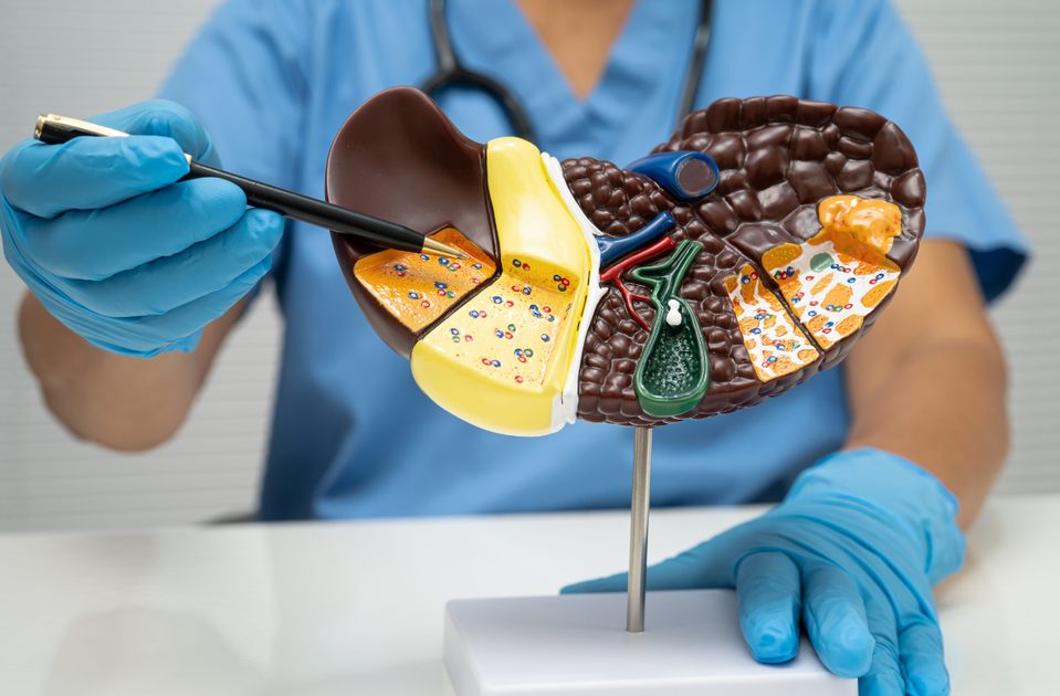 Kepenų ligos: mitai ir faktai apie suriebėjusias kepenis